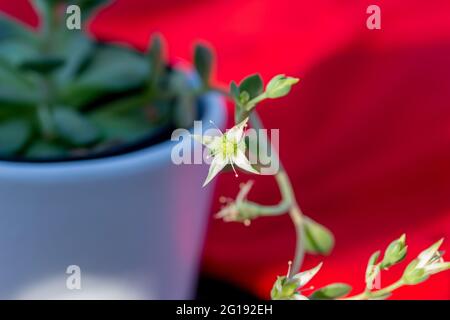 Makro-abstrakte Ansicht von winzigen Blütenblüten auf einer Graptoveria Sukulente Topfpflanze mit rotem defokussierten Hintergrund in angestrahltem Sonnenlicht Stockfoto