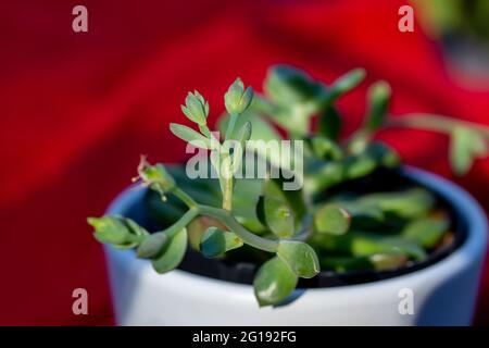 Makro-abstrakte Ansicht von winzigen Blütenblüten auf einer Graptoveria Sukulente Topfpflanze mit rotem defokussierten Hintergrund in angestrahltem Sonnenlicht Stockfoto