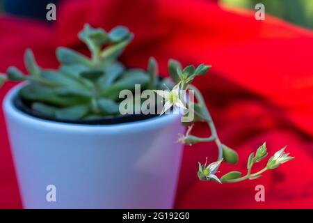 Makro-abstrakte Ansicht von winzigen Blütenblüten auf einer Graptoveria Sukulente Topfpflanze mit rotem defokussierten Hintergrund in angestrahltem Sonnenlicht Stockfoto