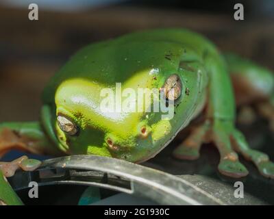 Es ist nicht einfach, grün zu sein, ein grüner Baumfrosch mit glitzernden goldenen Augen, Amphiban, Australien Stockfoto