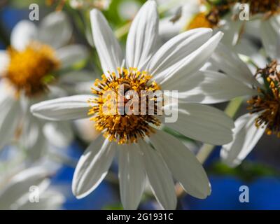 Blumen, bestäubende Bienen, Naturmakros einer weißen Baumblüte mit einer Biene, die Nektar und Pollen in der Mitte ihrer gelben Mitte sammelt. Stockfoto