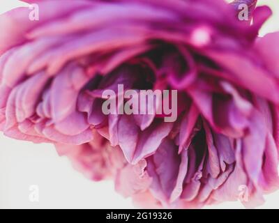 Die Schönheit einer Rose, einer rosa violetten Farbe Rosenblüten, Blume, die nach unten hängt und von der Seite und unter nach oben schaut Stockfoto