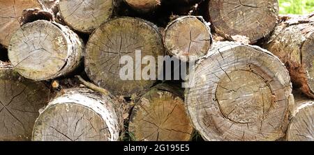 Alte Baumstämme für Brennholz Stockfoto