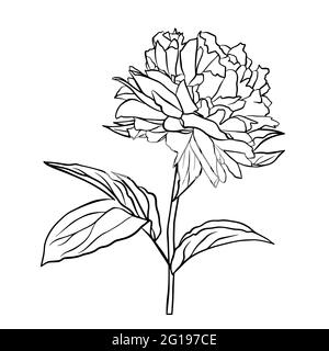 Der Umriss einer Pfingstrose. Vektor-isoliertes Clipart. Minimales monochromes, handgezeichnetes botanisches Design. Stock Vektor