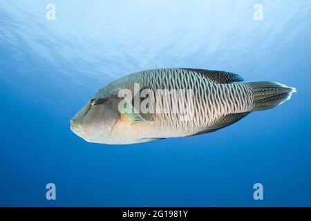 Buckelwrasse, Cheilinus undulatus, Blue Corner, Mikronesien, Palau Stockfoto