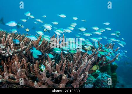 Bunte Korallenfische, Blaue Ecke, Mikronesien, Palau Stockfoto