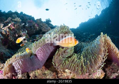 Rosa Anemonenfischen, Amphiprion perideraion, Turtle Cove, Mikronesien, Palau Stockfoto