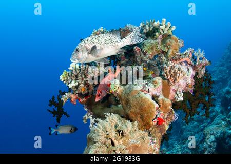 Bunte Korallenfische, Blue Corner, Mikronesien, Palau Stockfoto