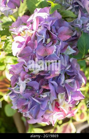 Fliederhortensie großblättrig blüht im Sommer im Garten Stockfoto