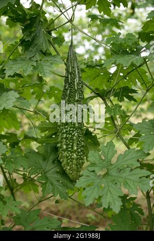 Nahaufnahme Green Bitter Gourd frisches Gemüsefeld. Stockfoto