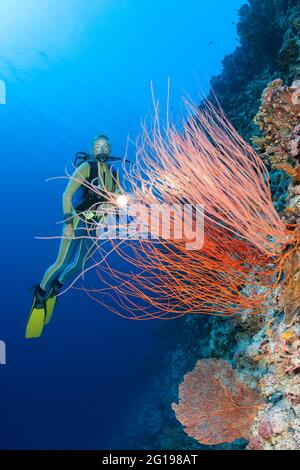 Red Whip Corallen and Taucherkorallen, Ellisella ceratophyta, Peleliu Wall, Mikronesien, Palau Stockfoto