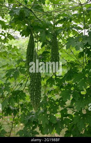 Nahaufnahme Green Bitter Gourd frisches Gemüsefeld. Stockfoto