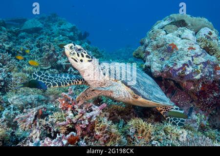 Füttern von Hawksbill Turtle, Eretmochelys imbricata bissa, Deutscher Kanal, Mikronesien, Palau Stockfoto