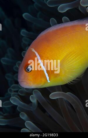 Rosa Anemonenfischen, Amphiprion perideraion, Turtle Cove, Mikronesien, Palau Stockfoto