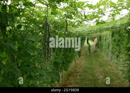 Nahaufnahme Green Bitter Gourd frisches Gemüsefeld. Stockfoto