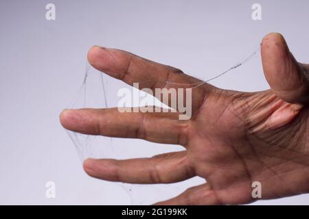 Ein Mann Finger mit Spinnennetz auf weißem Hintergrund bedeckt. Stockfoto