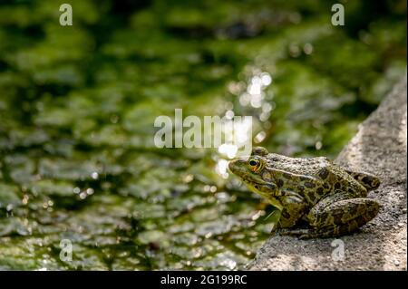 Ein Poolfrosch, der in einem natürlichen Lebensraum auf dem Boden sitzt. Pelophylax lessonae. Europäischer Frosch. Schönheit in der Natur. Stockfoto