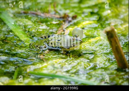 Ein Brutmännlicher Poolfrosch (Pelophylax lessonae) mit Gesangsäcken auf beiden Mundseiten in vegetierten Gebieten. Schönheit in der Natur. Stockfoto