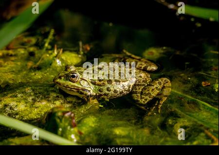 Ein Schwimmfrosch im Wasser in natürlichem Lebensraum. Pelophylax lessonae. Europäischer Frosch. Schönheit in der Natur. Stockfoto