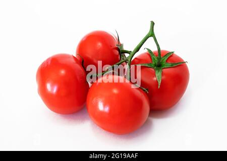 Tomaten. Vier Tomaten auf einem Zweig. Ganze Tomaten, auf weiß. Volle Schärfentiefe. Stockfoto