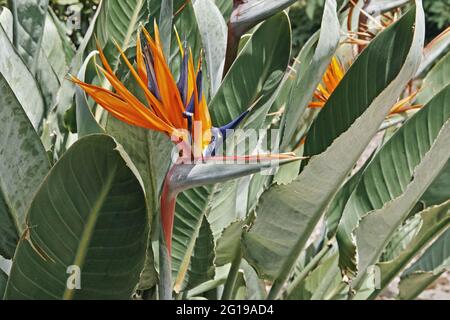 strelitzia, Detail der Blume, Strelitzia reginae Stockfoto