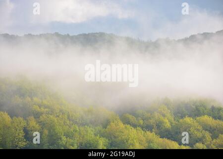 Wald im Morgennebel. Wunderschöne Naturkulisse im Frühling. Grüner Naturhintergrund bei sonnigem Wetter Stockfoto