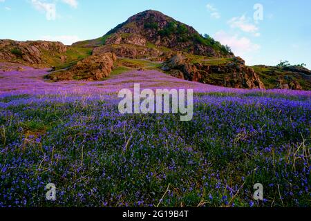 Die jährliche Ausstellung von Bluebells in Rannerdale Knotts im englischen Lake District Stockfoto