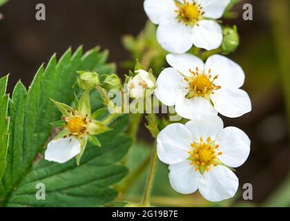 Sommerhaus Erdbeere mit schönen weißen Blumen Stockfoto