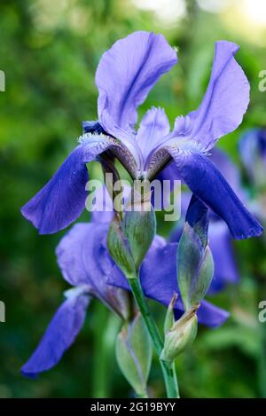 Blaue Iris Blume ist sehr schön wächst in der Natur Stockfoto
