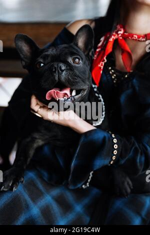 Nahaufnahme der weiblichen Besitzerin Halten Sie schwarze französische Bulldogge auf dem Schoß sitzen im Café. Niedlicher kleiner Hund auf den Knien der Frau Stockfoto