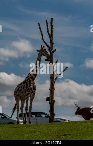 West Midlands Safari Park Theme Park Birmingham England Großbritannien Stockfoto