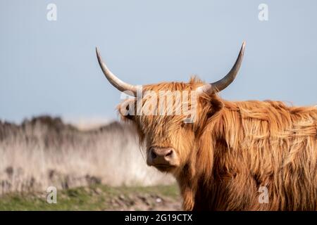 Schottische Hochlandkuh auf Dartmoor, Devon, England Stockfoto