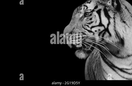 Schwarzes Und Weißes Tiger-Seitengesicht Auf Dem Schwarzen Hintergrund Stockfoto