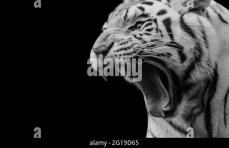 Schwarz-Weiß-Porträt Tiger Brüllend Auf Dem Schwarzen Hintergrund Stockfoto
