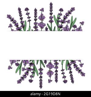 Floraler Rahmen mit Lavendelblüten. Vektorgrafik handgezeichnete Illustration, isoliert auf weißem Hintergrund Stock Vektor