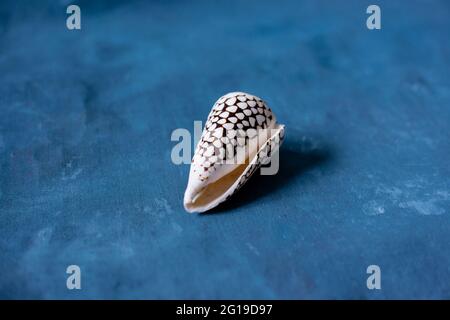 Schwarzer Kegel auf blauem Hintergrund. Conus Marmoreus. Schale Mit Weißem Dreieck. Stockfoto
