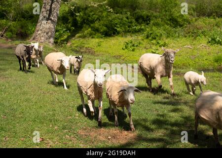 Schafherde eilen in idyllischer Naturlandschaft über grünes Gras Stockfoto