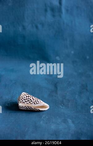 Schwarzer Kegel auf blauem Hintergrund. Conus Marmoreus. Schale Mit Weißem Dreieck. Stockfoto