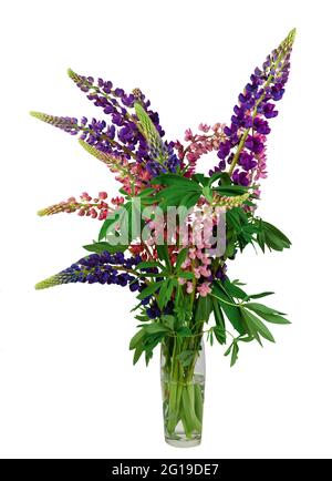 Lupinen Bouquet isoliert auf weißem Hintergrund. Rosa und lila Lupine blüht in einer Vase. Sommerwildblume. Lupinen in verschiedenen Farben. Stockfoto
