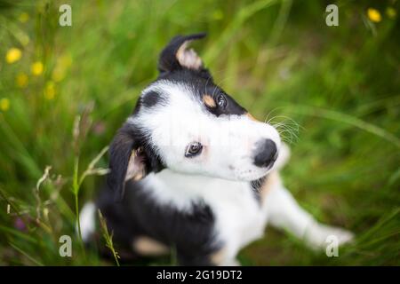 Border Collie Welpe auf der Blumenwiese Stockfoto