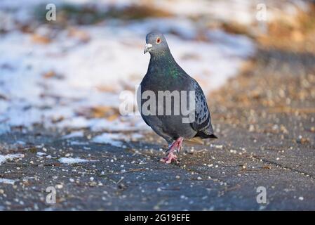 Haustauben, Columba livia domestica Stockfoto