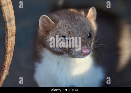 Steinmarder, Buchenmarder, Martes foina, Porträt Stockfoto