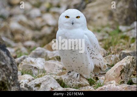 Snowy Eule, Bubo scandiacus Stockfoto