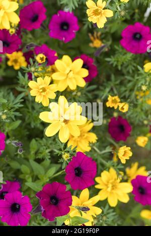 Rosa Petunie wächst in einem Blumentopf in einer Baumschule, einem Gewächshaus Stockfoto