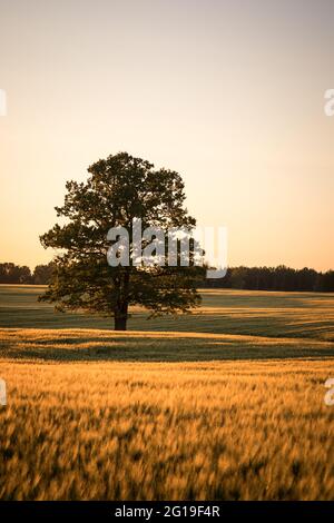 Feld der Kulturen, Gerste, mit einer großen alten Eiche am Abend mit reichen goldenen Farbe Stockfoto