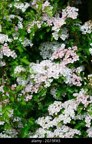 Weißdorn, (auch bekannt als Mai), in voller Blüte Stockfoto