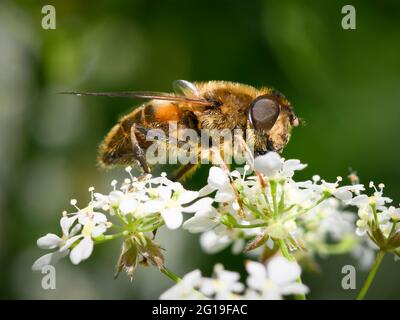 Eine gewöhnliche Drohnenfliege (Eristalis tenax), die sich mit KuhPetersilie ernährt. Die Drohne Fly ist eine sehr häufige Honeybee Mimik Stockfoto