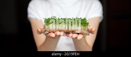 Eine Frau hält zu Hause angebaute Mikrogrüns in ihren Händen. Gesunde und gesunde Ernährung. Vegetarische Gerichte. Micro-Greens für Salate und Mahlzeiten Stockfoto