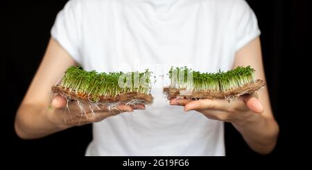 Eine Frau hält zu Hause angebaute Mikrogrüns in ihren Händen. Gesunde und gesunde Ernährung. Vegetarische Gerichte. Micro-Greens für Salate und Mahlzeiten Stockfoto