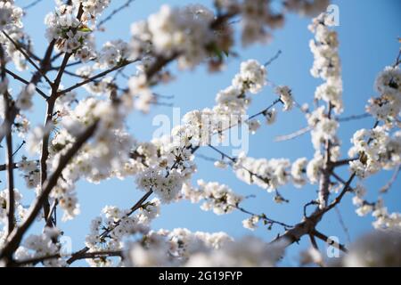 Blühender Baum Äste gegen den Himmel. Nahaufnahme Stockfoto